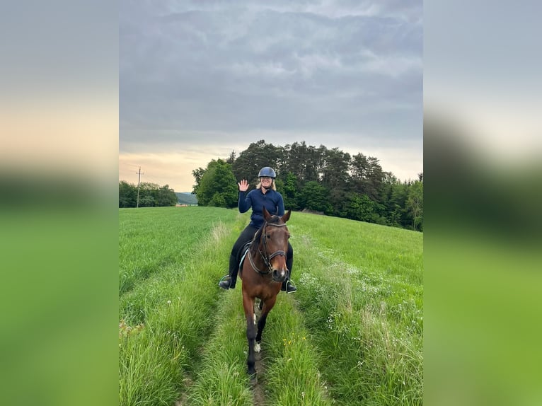 Deutscher Traber Wallach 13 Jahre 162 cm Brauner in Lembach