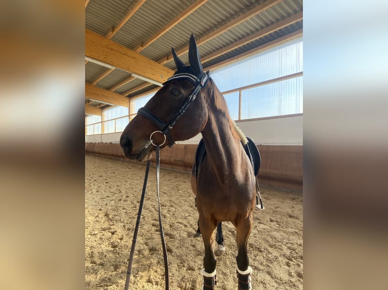 Deutscher Traber Wallach 13 Jahre 165 cm Brauner in Naumburg OT Großjena