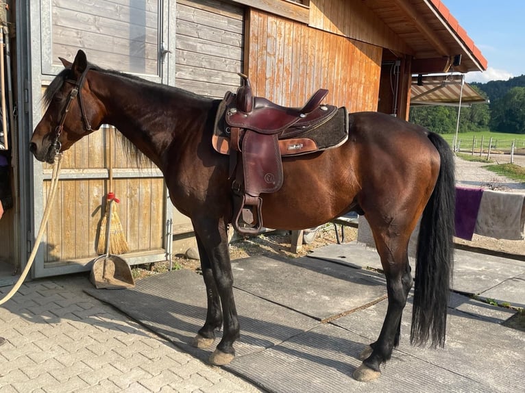 Deutscher Traber Wallach 14 Jahre 158 cm Dunkelbrauner in Bruckm&#xFC;hl