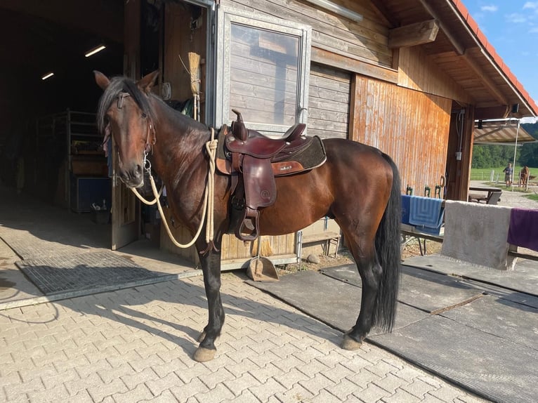 Deutscher Traber Wallach 14 Jahre 158 cm Dunkelbrauner in Bruckm&#xFC;hl