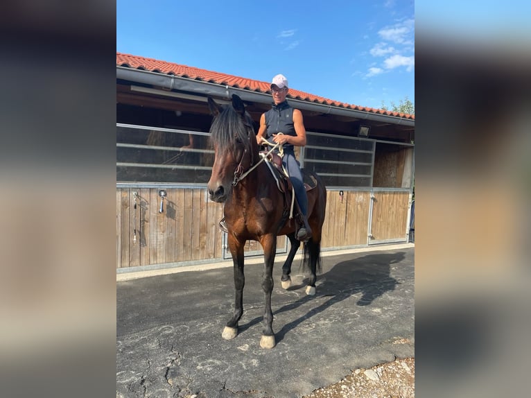 Deutscher Traber Wallach 14 Jahre 158 cm Dunkelbrauner in Bruckm&#xFC;hl