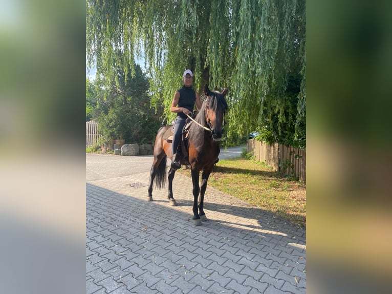 Deutscher Traber Wallach 14 Jahre 158 cm Dunkelbrauner in Bruckm&#xFC;hl