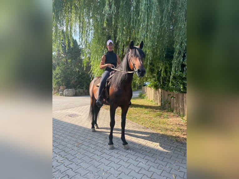 Deutscher Traber Wallach 14 Jahre 158 cm Dunkelbrauner in Bruckm&#xFC;hl