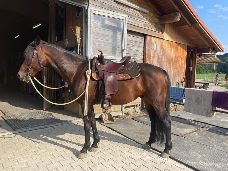 Deutscher Traber Wallach 14 Jahre 158 cm Dunkelbrauner in Bruckm&#xFC;hl