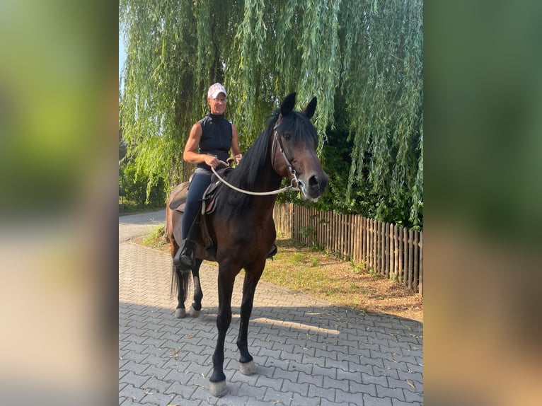 Deutscher Traber Wallach 14 Jahre 158 cm Dunkelbrauner in Bruckm&#xFC;hl