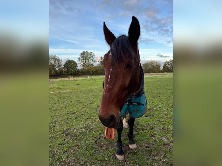 Deutscher Traber Wallach 14 Jahre 162 cm Brauner in Prasdorf