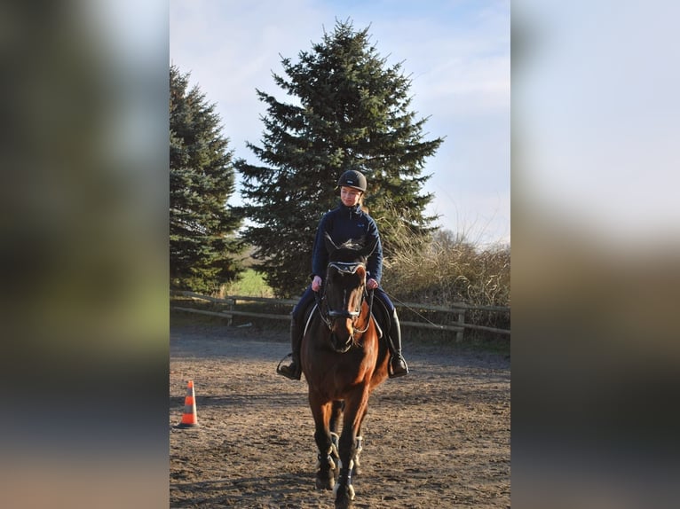 Deutscher Traber Wallach 14 Jahre 162 cm Brauner in Prasdorf