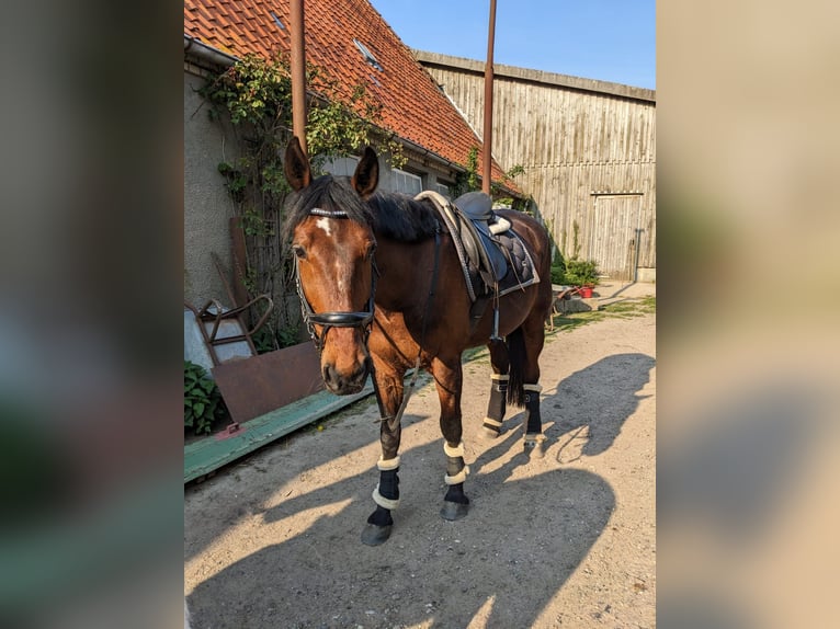 Deutscher Traber Wallach 14 Jahre 162 cm Brauner in Prasdorf