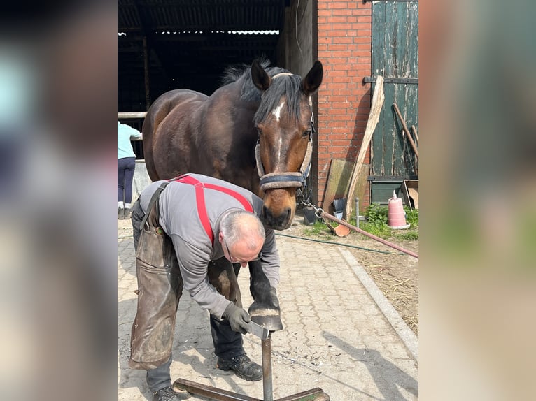 Deutscher Traber Wallach 14 Jahre 162 cm Brauner in Prasdorf