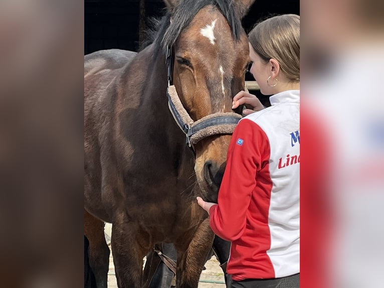 Deutscher Traber Wallach 14 Jahre 162 cm Brauner in Prasdorf