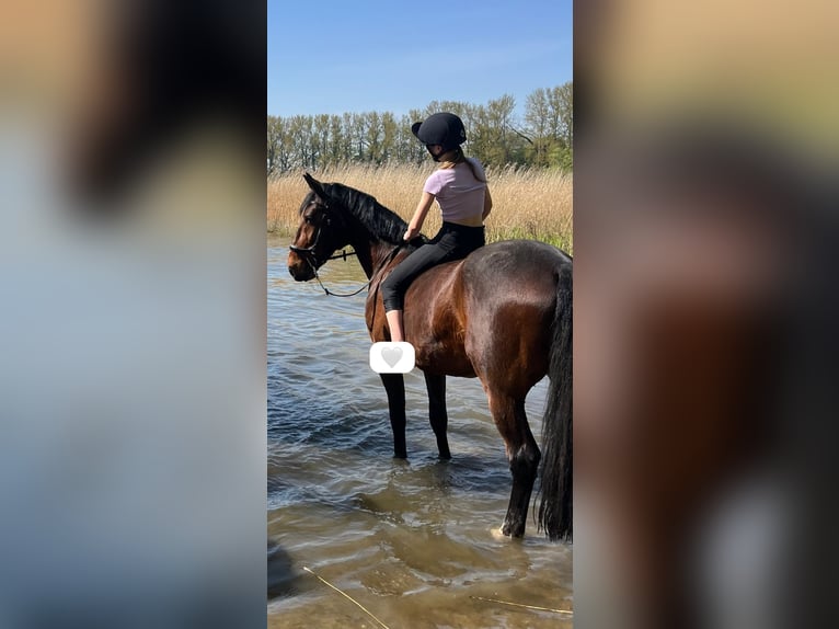 Deutscher Traber Wallach 14 Jahre 162 cm Brauner in Prasdorf
