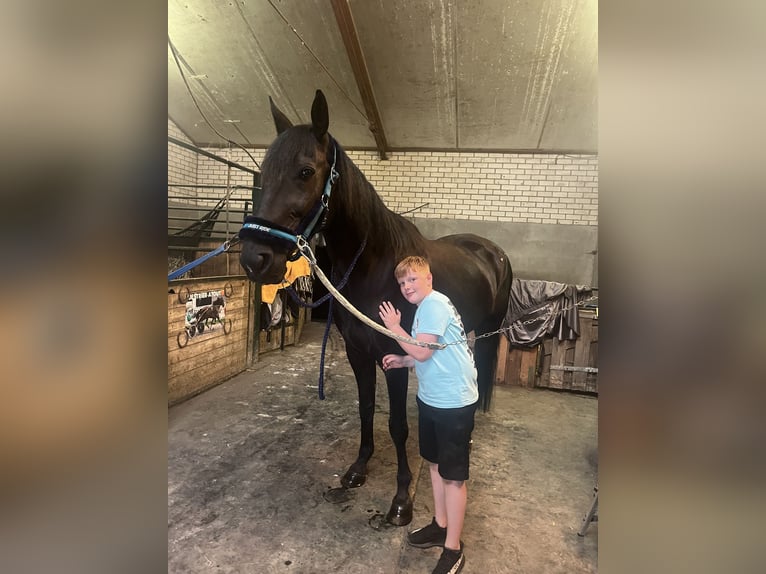 Deutscher Traber Wallach 14 Jahre 164 cm Rappe in Tolkamer