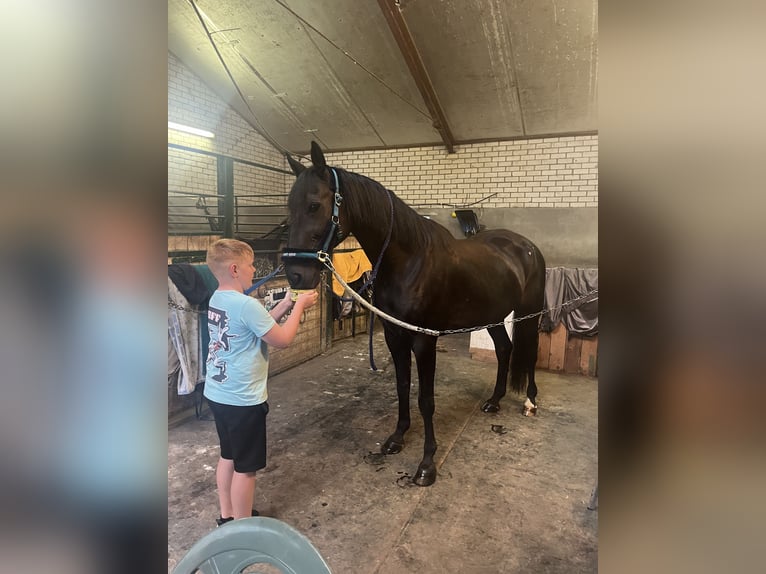 Deutscher Traber Wallach 14 Jahre 164 cm Rappe in Tolkamer