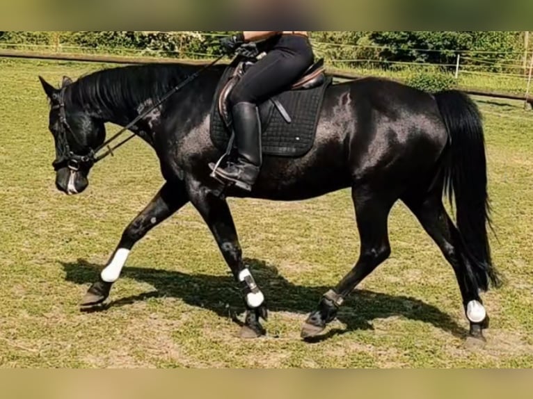 Deutscher Traber Wallach 15 Jahre 146 cm Rappe in Rees