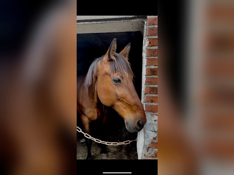 Deutscher Traber Mix Wallach 15 Jahre 165 cm Brauner in Bornhöved