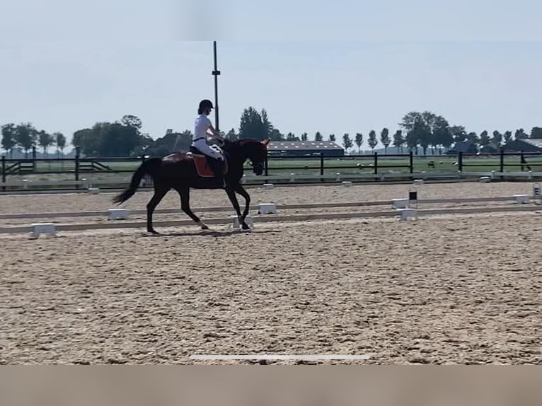Deutscher Traber Wallach 17 Jahre 160 cm Brauner in Obdam