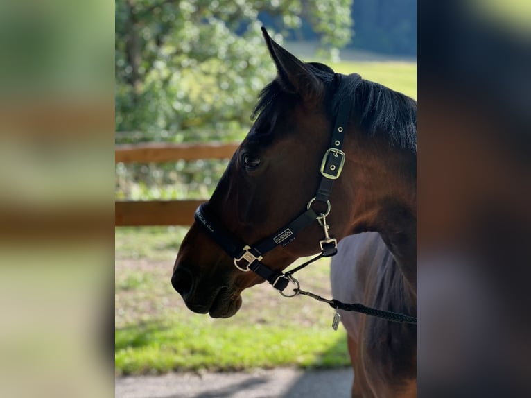 Deutscher Traber Wallach 18 Jahre 162 cm Brauner in Steubach