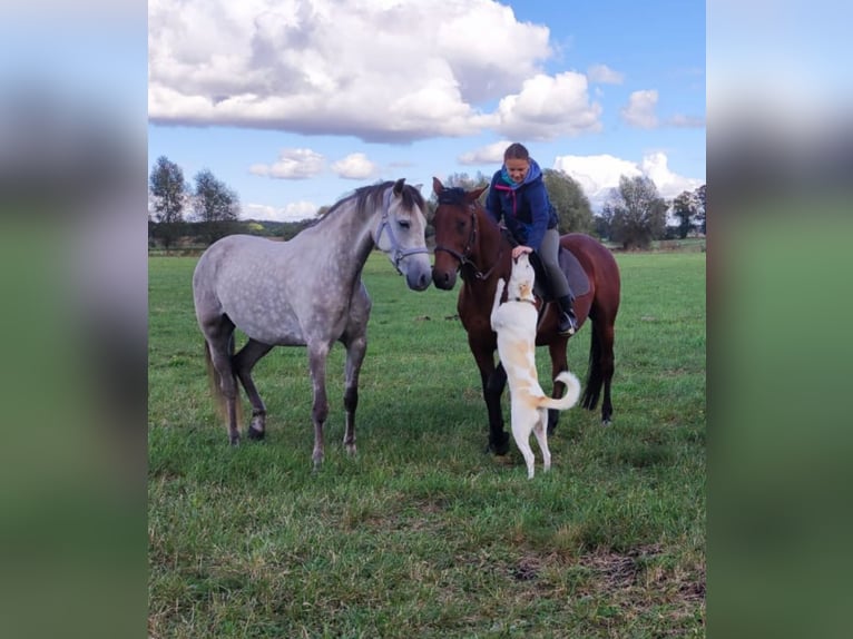 Deutscher Traber Wallach 19 Jahre 157 cm Brauner in Joachimsthal