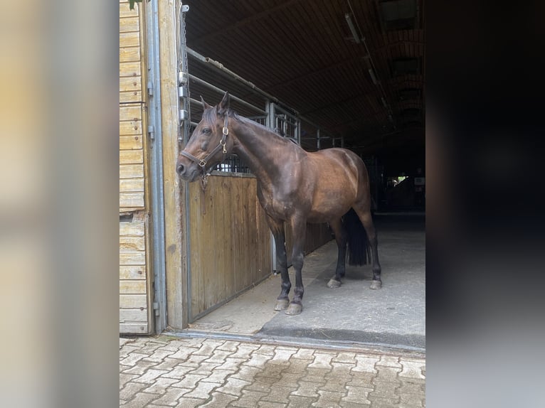 Deutscher Traber Wallach 23 Jahre 156 cm in Vaterstetten