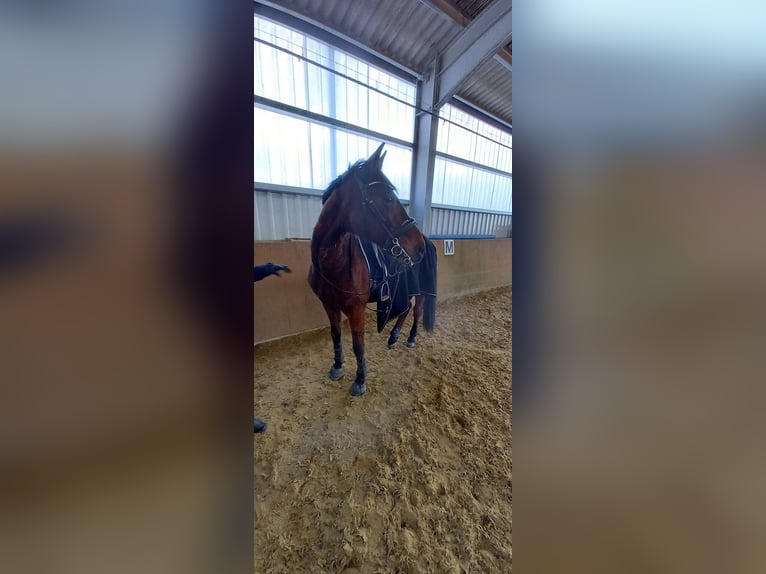 Deutscher Traber Wallach 24 Jahre 160 cm Brauner in M&#xFC;nstermaifeld