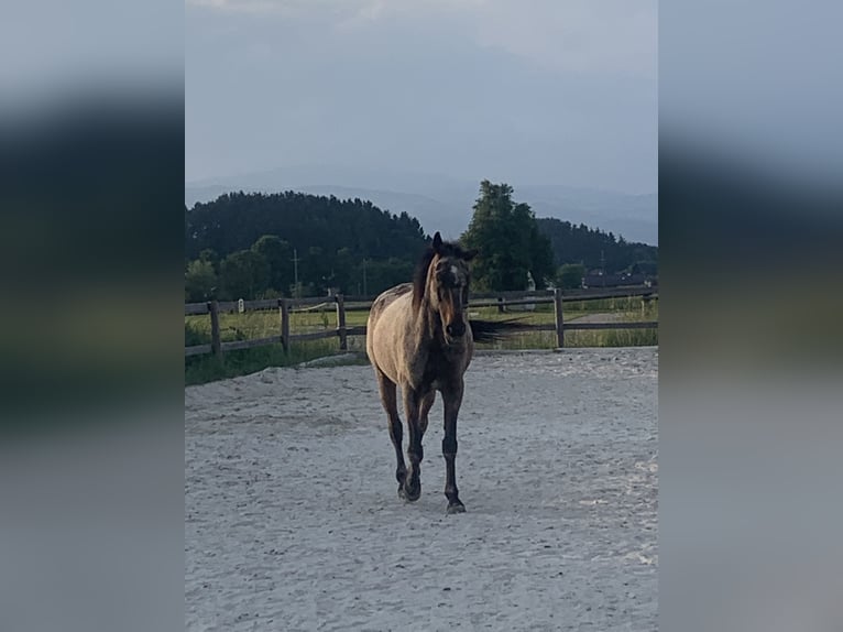 Deutscher Traber Wallach 24 Jahre Dunkelbrauner in Eberndorf