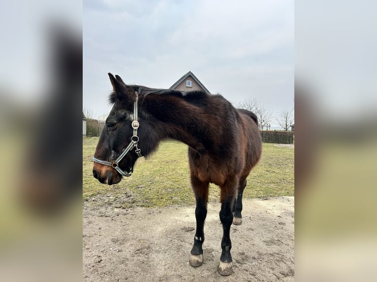 Deutscher Traber Wallach 26 Jahre 165 cm Brauner in Rheurdt