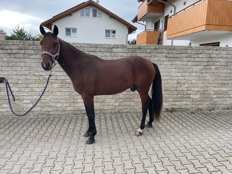 Deutscher Traber Wallach 2 Jahre 148 cm Brauner in Bruckm&#xFC;hL