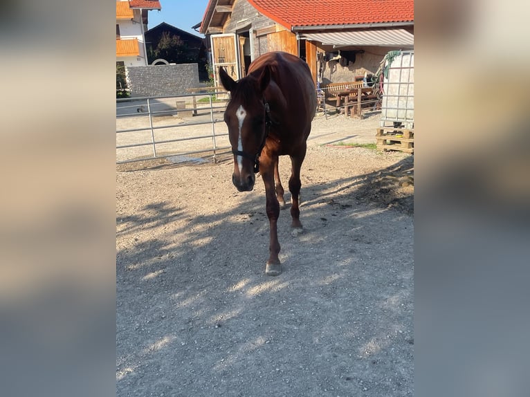 Deutscher Traber Wallach 3 Jahre 160 cm Fuchs in Bruckmühl