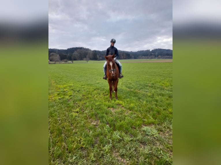 Deutscher Traber Wallach 3 Jahre 160 cm Fuchs in Bruckmühl