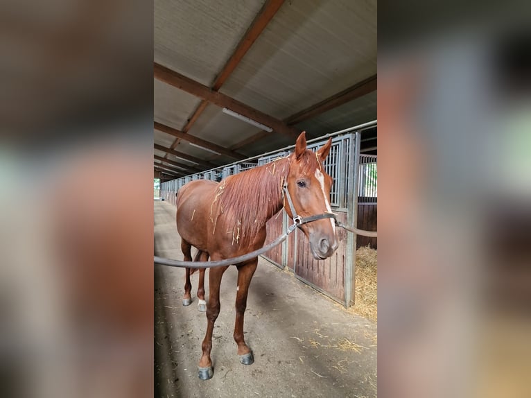 Deutscher Traber Wallach 3 Jahre 160 cm Fuchs in Bruckmühl