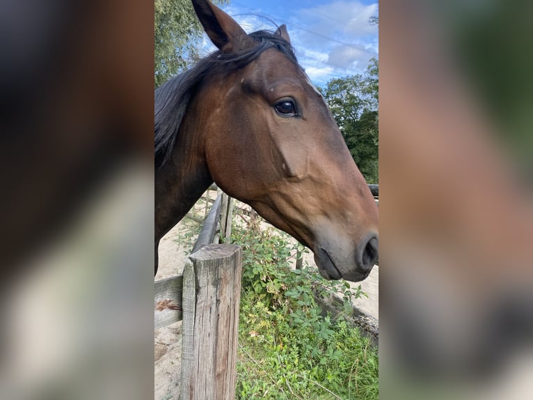 Deutscher Traber Wallach 3 Jahre 163 cm Brauner in Gelsenkirchen