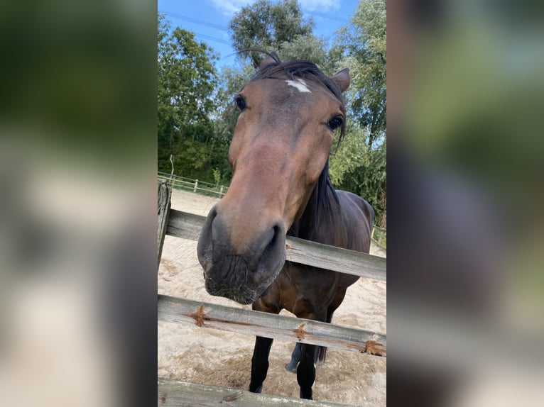 Deutscher Traber Wallach 3 Jahre 163 cm Brauner in Gelsenkirchen