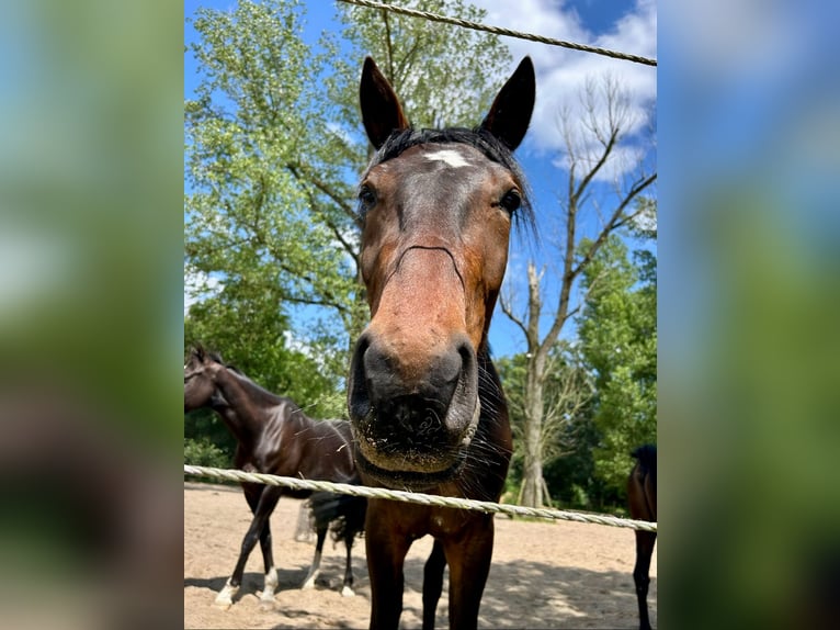 Deutscher Traber Wallach 3 Jahre 163 cm Brauner in Gelsenkirchen