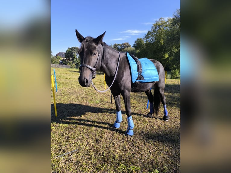 Deutscher Traber Wallach 4 Jahre 150 cm Rappe in Ahlsdorf