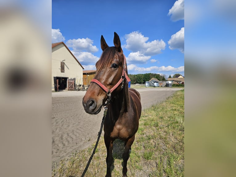 Deutscher Traber Wallach 4 Jahre 158 cm Brauner in Mietgendorf