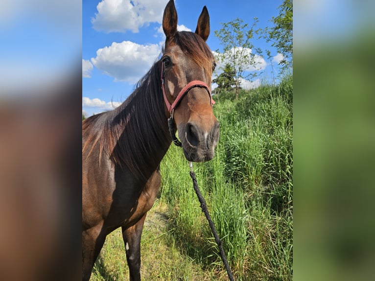 Deutscher Traber Wallach 4 Jahre 158 cm Brauner in Mietgendorf