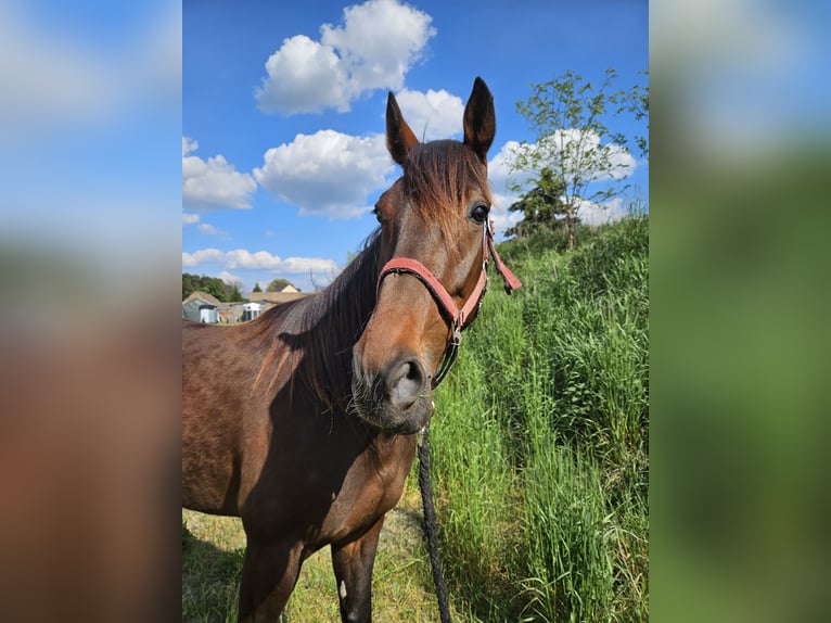 Deutscher Traber Wallach 4 Jahre 158 cm Brauner in Mietgendorf