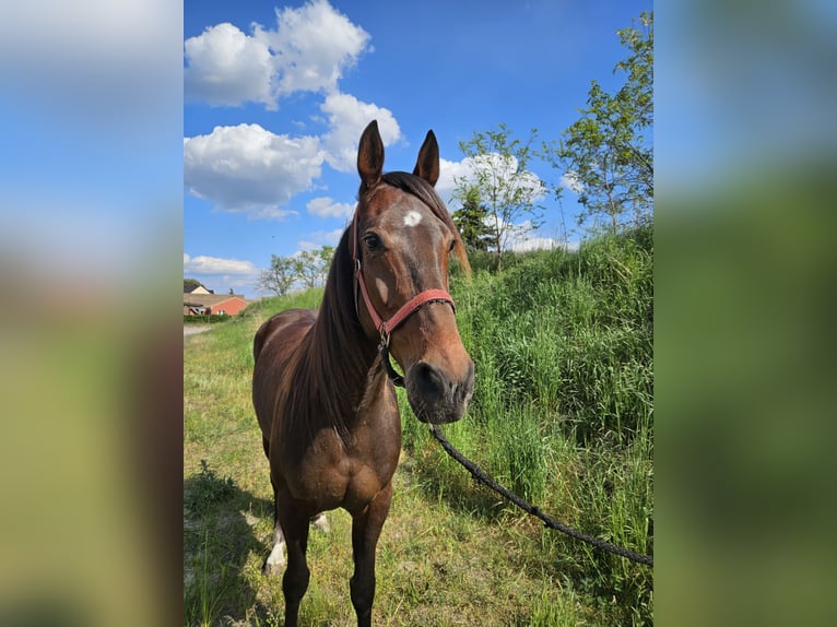 Deutscher Traber Wallach 4 Jahre 158 cm Brauner in Mietgendorf