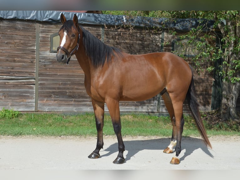 Deutscher Traber Wallach 4 Jahre 162 cm Brauner in Sauerlach