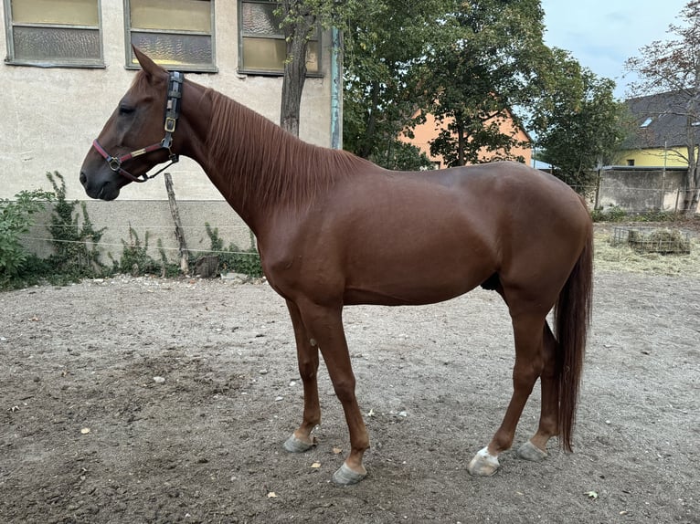 Deutscher Traber Wallach 4 Jahre 164 cm Fuchs in Baden bei Wien