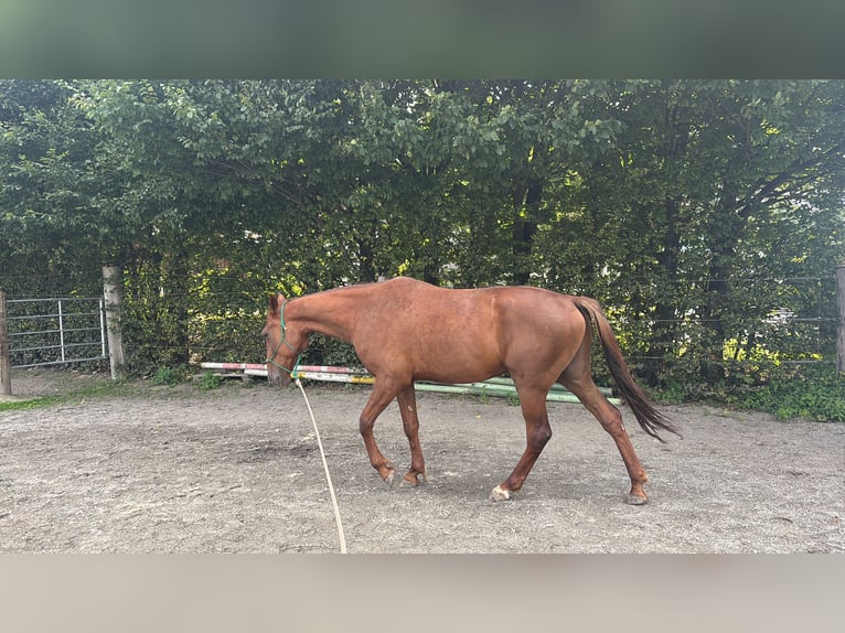 Deutscher Traber Wallach 4 Jahre 165 cm Fuchs in Kolsass