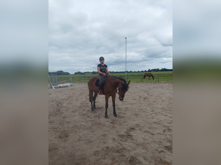 Deutscher Traber Wallach 4 Jahre 174 cm Brauner in Midwolda