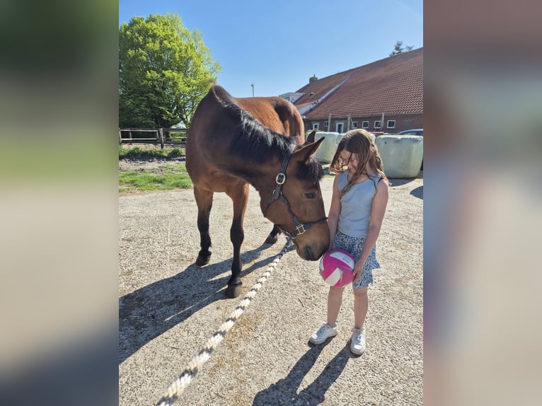 Deutscher Traber Wallach 4 Jahre 174 cm Brauner in Midwolda
