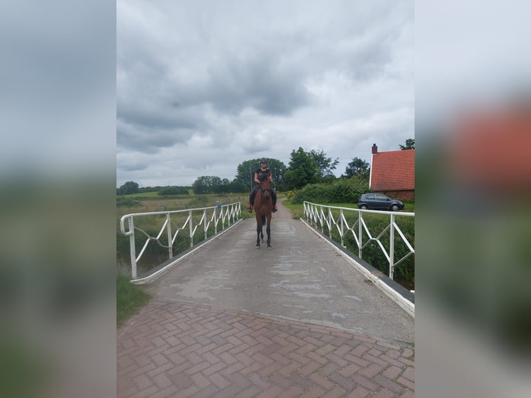Deutscher Traber Wallach 4 Jahre 174 cm Brauner in Midwolda