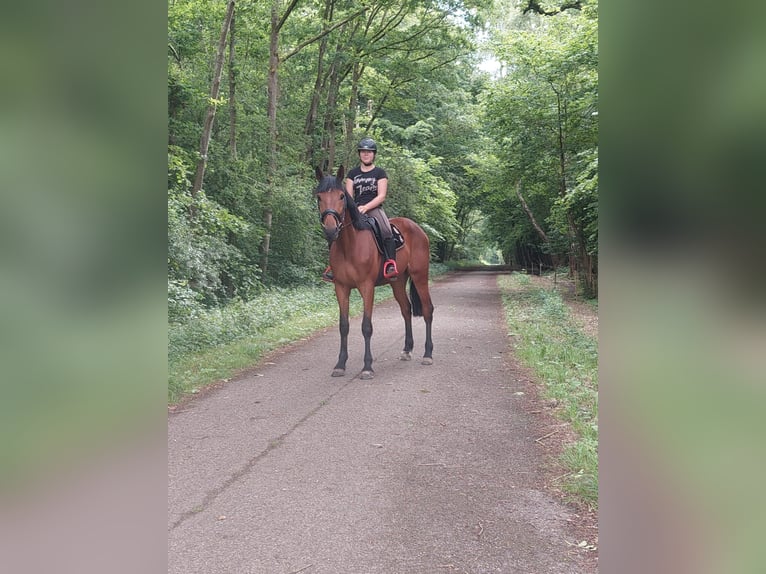 Deutscher Traber Wallach 4 Jahre 174 cm Brauner in Midwolda