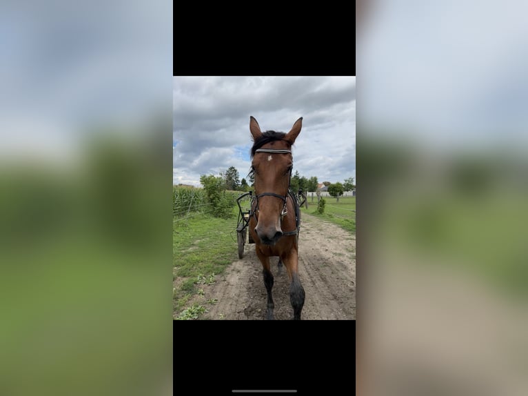 Deutscher Traber Mix Wallach 4 Jahre Brauner in Bierbaum