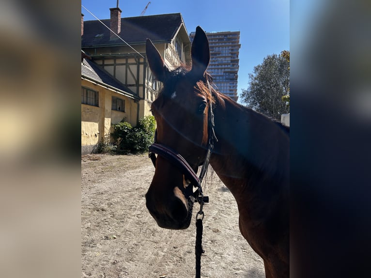 Deutscher Traber Mix Wallach 4 Jahre Brauner in Bierbaum