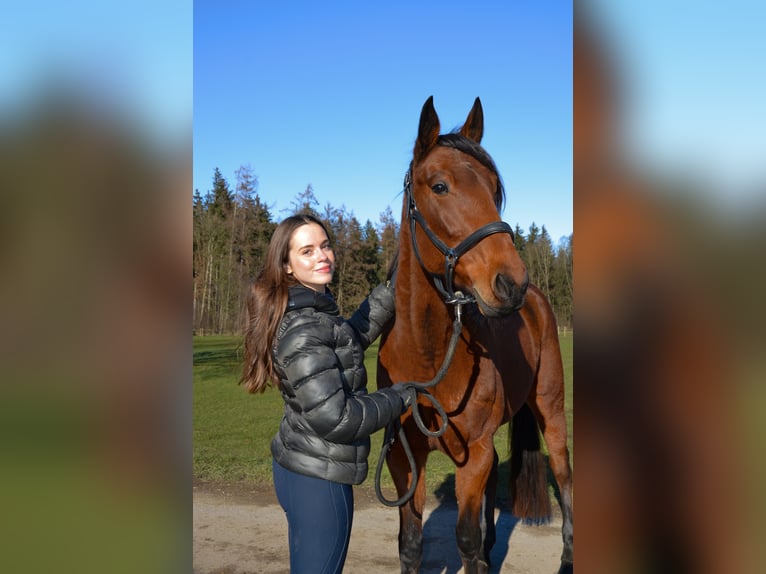 Deutscher Traber Wallach 5 Jahre 156 cm Brauner in Sauerlach