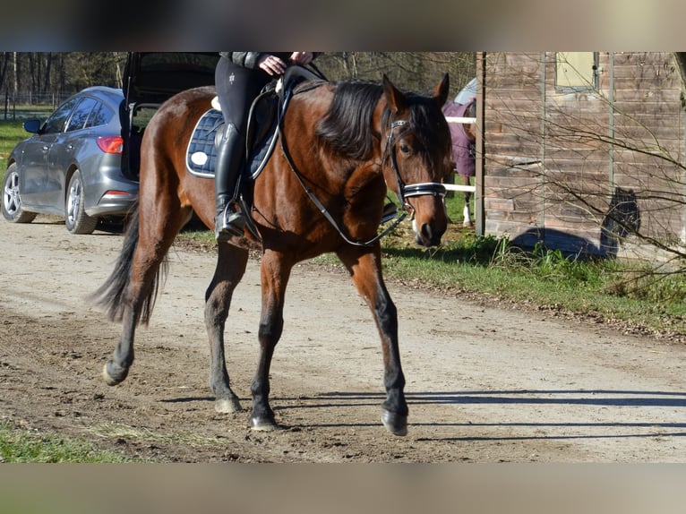 Deutscher Traber Wallach 5 Jahre 156 cm Brauner in Sauerlach