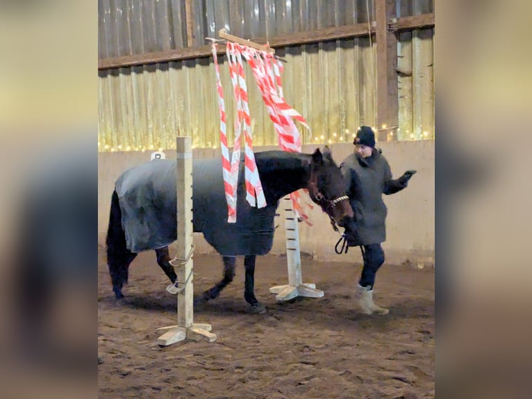 Deutscher Traber Wallach 5 Jahre 158 cm Brauner in Elmenhorst